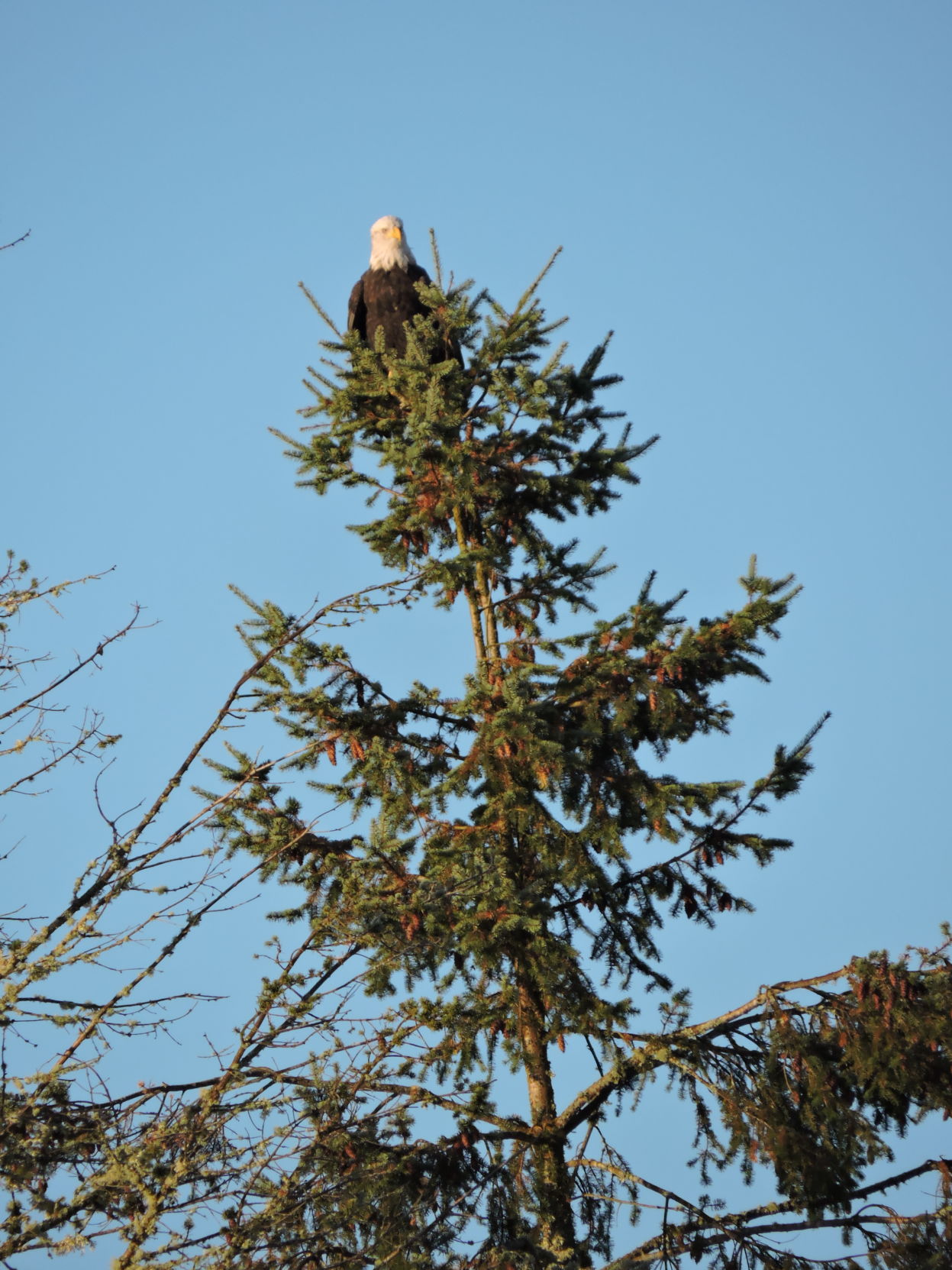 1 Bald eagle overlord.JPG